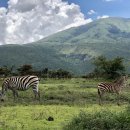 세렝게티 이미지