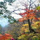 [클릭하세요] 설악산 단풍비경, 비룡폭포 + 금강산 화암사 [28인승 리무진] 이미지