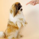 미사숲동물의료센터 이미지