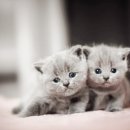 24시 나음동물 의료센터 이미지