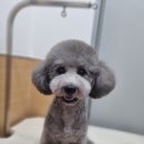 얼바인 동물병원 이미지