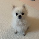 A0009 | 강아지입욕제추천 , 바스몽 몽스파 천연입욕제 ૮₍ ˃̵͈᷄ . ˂̵͈᷅ ₎ა