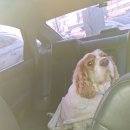 하이뭉치 유치원 이미지