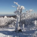 제72차.태백산.산행(공지) 이미지