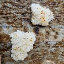 차돌로 | 제주 현지인 맛집 신제주촌오리｜오리차돌과 칼국수 먹어본 후기