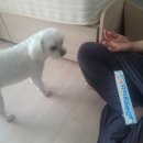 주식회사 치카치카 | [강아지치약] 고구마향치약 닥터오레고닌올댕티스 사용 후기