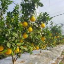 유명자농장 이미지