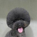 모찌애견샵 이미지