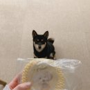 청순하개 | 뽀시래기 치석제거 장난감 후기