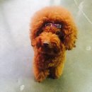 모모애견 이미지