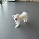 도그 프렌즈 이미지