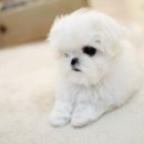 펫블리강아지&미라클고양이 이미지