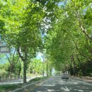 서전주 졸음쉼터 | 청주 가볼만한곳 가로수길 플라타너스길 &amp; 청주에서 경기도 양평 여행 가는 길 모가 졸음 쉼터 들리기
