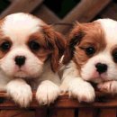 영등포 우신종합 동물병원 이미지