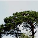 소나무둥지 이미지