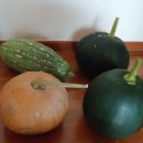 똘배농장 이미지