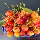 솔그린농장 이미지