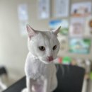 고양이미용연구소 이미지