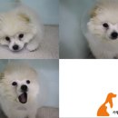 우리애동물병원 이미지