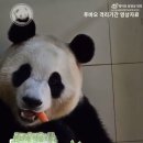 오늘 올라온 푸바오 새 소식 🐼 이미지