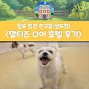 털로덮인 친구들 | [상도동/애견호텔] 말티즈 O이 호텔 후기 / 동작구 강아지 호텔 추천 (털로덮인친구들)