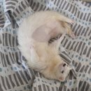 오석헌동물병원 이미지