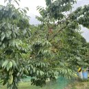 나용농장 이미지