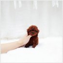 더독스 강아지분양 서울 | 서울에서 시작한 나만의 반려견 여정, 더독스 강아지분양 서울!