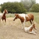 밀밭사이 이미지