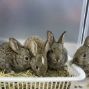 메리펫샵 이미지