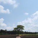 청보리목장 이미지