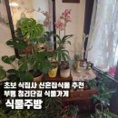 선인장1스튜디오 | 부평식물가게 신혼집식물 초보식집사 | 식물주방 (줄리아페페/선인장)