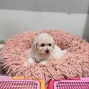 아리랑밸리켄넬 이미지