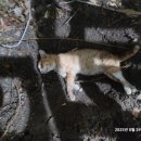 털뭉탱이 이미지