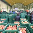 청송사과유통센터 주왕산 APC 이미지