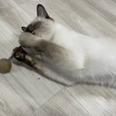 펫클럽화서점