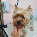 뷰티풀독 이미지