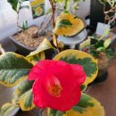 불목농장 | 무늬 동백의 성지 서래원 방문 후기