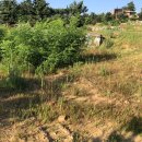 바다의 숲속 이미지