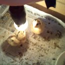 우리집토종닭 이미지