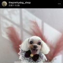 더이쁘개 이미지