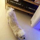 광주첨단YB동물병원 | 진월동 동물병원 아토피 때문에 힘들었던 우리 강아지의 기록