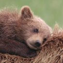 엄마와 아기곰 이미지