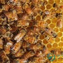 하늘부부농장 이미지