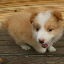 대쌍령길 5 이미지