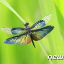 잠자리