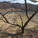 자두나무농장 이미지