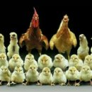 또닭또닭 이미지