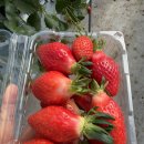 꼭지내농장 이미지