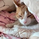 전국뽑기자랑 이미지